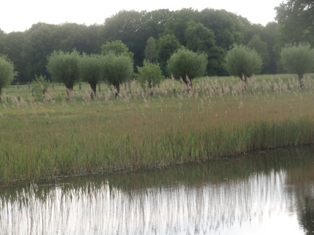 Nettetal-Hinsbeck : Heide, Artenschutzgewässer an der Flootsmühle